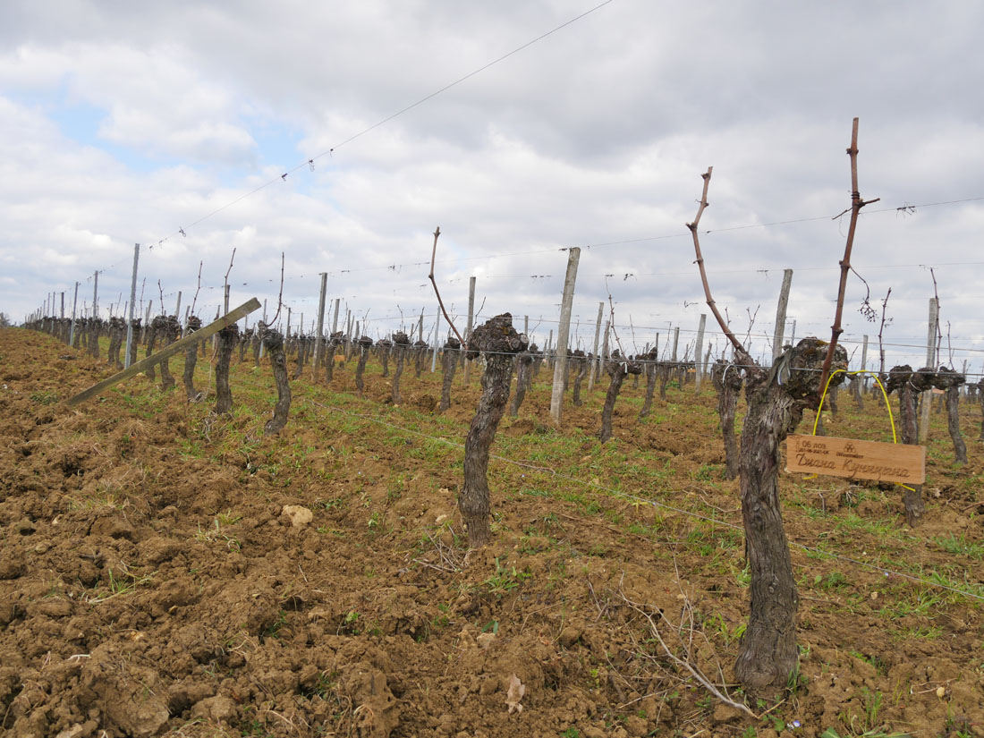 Виноградник на урожай